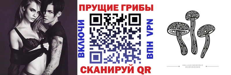 Галлюциногенные грибы Psilocybine cubensis  Лодейное Поле 